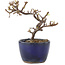 Cotoneaster horizontaleis, 11,5 cm, ± 5 jaar oud