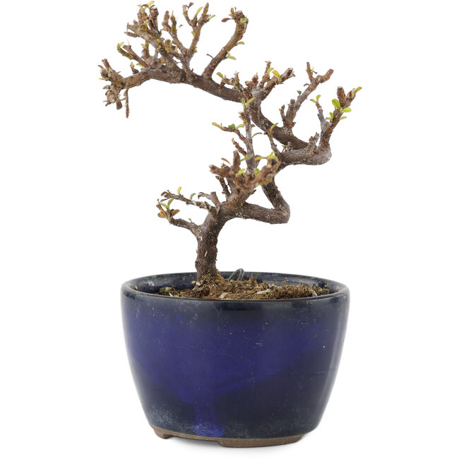 Cotoneaster orizzontalis, 11,5 cm, ± 5 anni