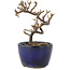 Cotoneaster horizontaleis, 11,5 cm, ± 5 jaar oud