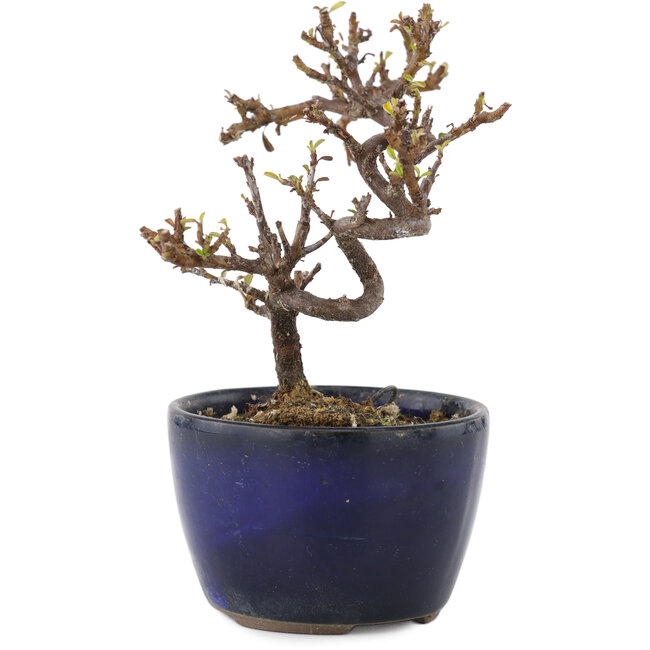Cotoneaster horizontalis, 11,5 cm, ± 5 years old
