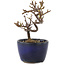 Cotoneaster horizontalis, 11,5 cm, ± 5 Jahre alt