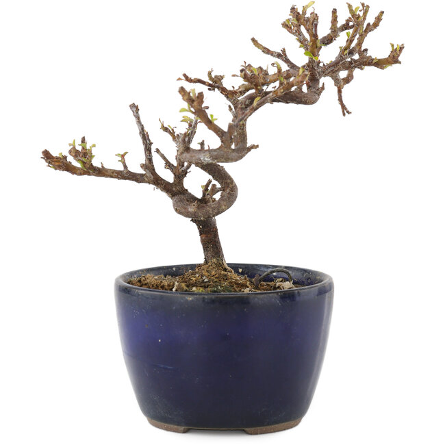 Cotoneaster horizontalis, 11,5 cm, ± 5 years old