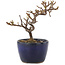 Cotoneaster horizontaleis, 11,5 cm, ± 5 jaar oud