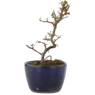 Cotoneaster horizontaleis, 11,5 cm, ± 5 jaar oud