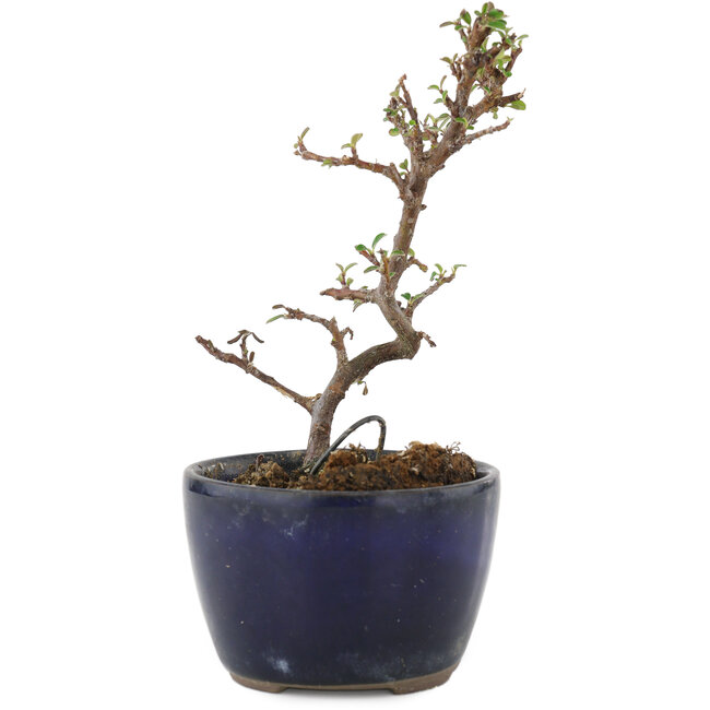 Cotoneaster horizontaleis, 11,5 cm, ± 5 jaar oud