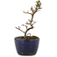 Cotoneaster horizontaleis, 11,5 cm, ± 5 jaar oud