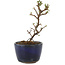 Cotoneaster horizontaleis, 11,5 cm, ± 5 jaar oud