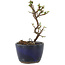 Cotoneaster horizontaleis, 11,5 cm, ± 5 jaar oud