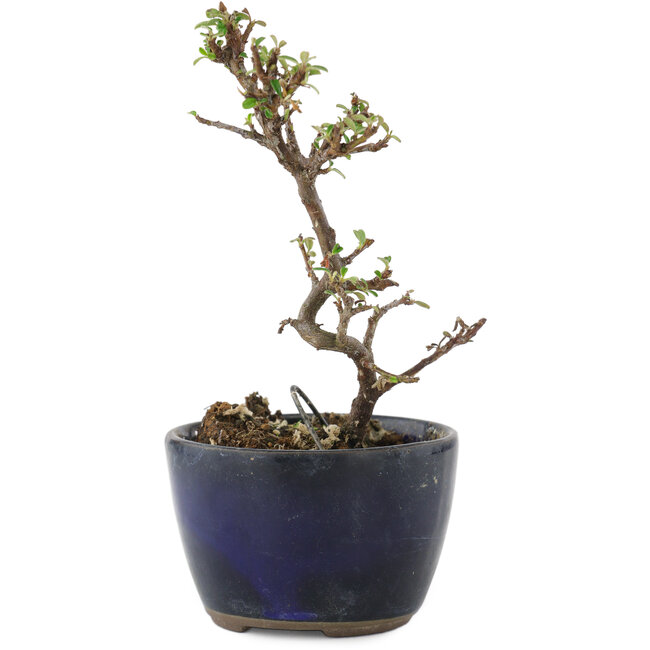 Cotoneaster horizontalis, 11,5 cm, ± 5 ans