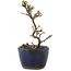 Cotoneaster horizontaleis, 11,5 cm, ± 5 jaar oud