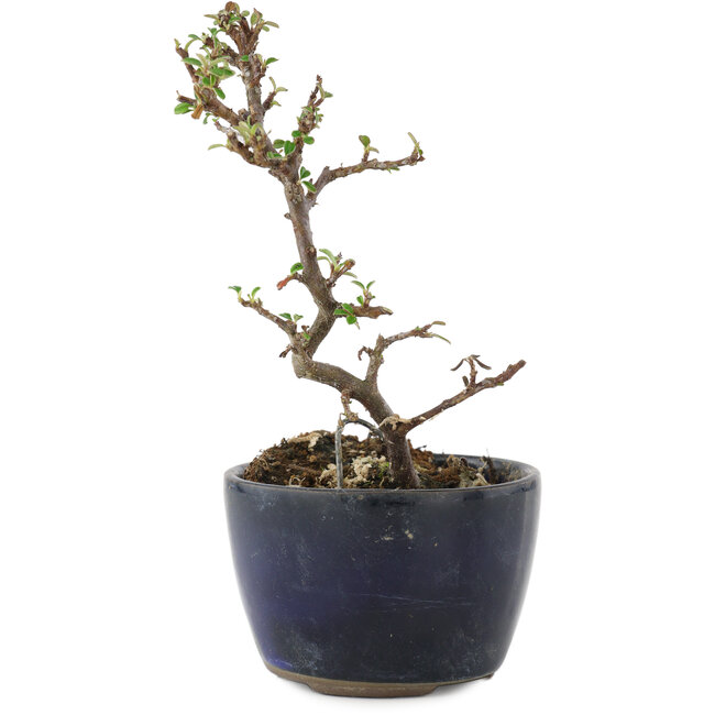 Cotoneaster horizontalis, 11,5 cm, ± 5 ans