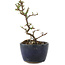 Cotoneaster horizontaleis, 11,5 cm, ± 5 jaar oud