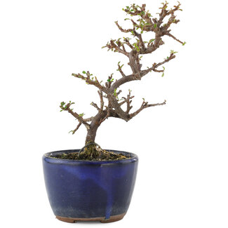 Cotoneaster horizontaleis, 14 cm, ± 5 jaar oud