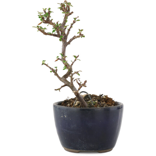 Cotoneaster horizontalis, 11,5 cm, ± 5 Jahre alt