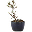 Cotoneaster horizontaleis, 11,5 cm, ± 5 jaar oud