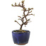 Cotoneaster horizontalis, 14 cm, ± 5 years old