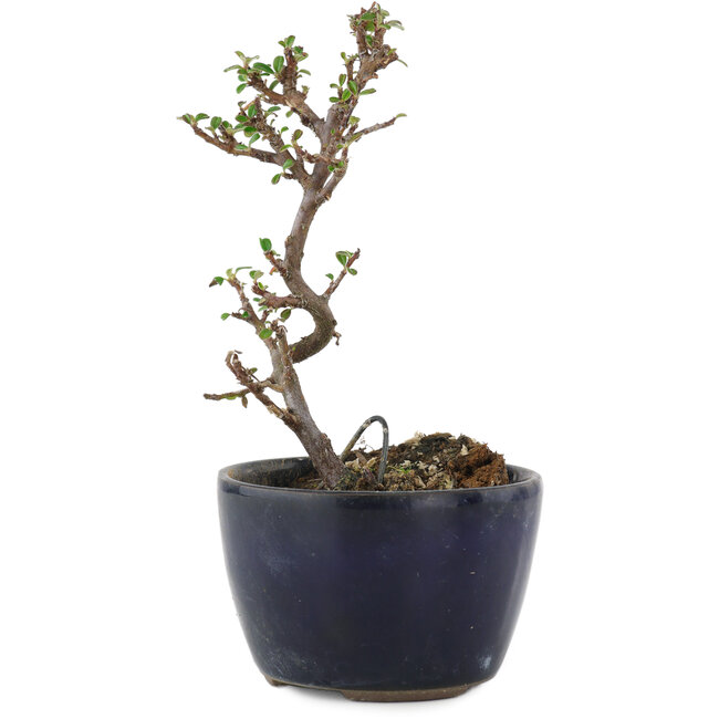 Cotoneaster horizontalis, 11,5 cm, ± 5 years old