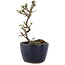 Cotoneaster horizontaleis, 11,5 cm, ± 5 jaar oud