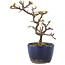 Cotoneaster horizontalis, 14 cm, ± 5 years old