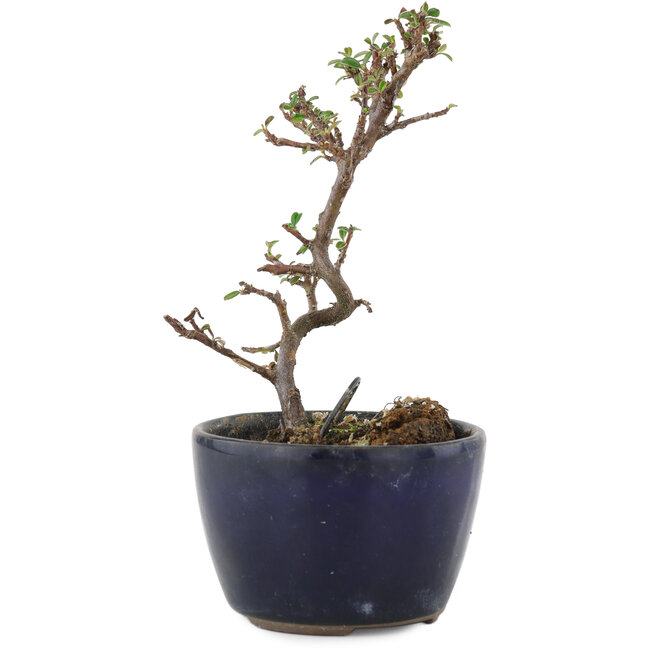 Cotoneaster horizontalis, 11,5 cm, ± 5 años