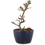 Cotoneaster horizontaleis, 11,5 cm, ± 5 jaar oud