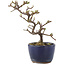 Cotoneaster horizontalis, 14 cm, ± 5 Jahre alt