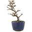 Cotoneaster horizontalis, 14 cm, ± 5 years old