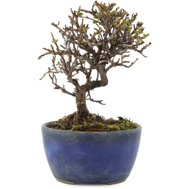 Cotoneaster orizzontalis, 12 cm, ± 5 anni