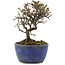 Cotoneaster horizontaleis, 12 cm, ± 5 jaar oud