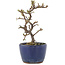 Cotoneaster horizontalis, 14 cm, ± 5 years old