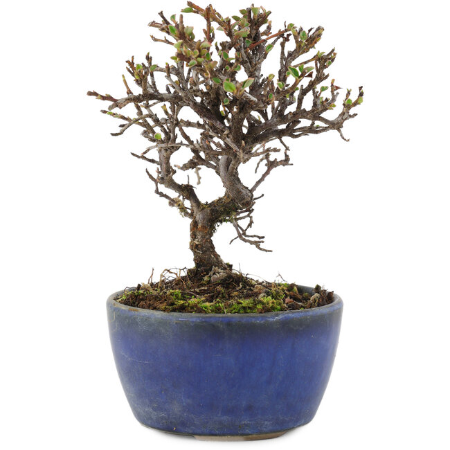 Cotoneaster horizontalis, 12 cm, ± 5 Jahre alt
