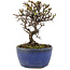 Cotoneaster horizontaleis, 12 cm, ± 5 jaar oud