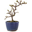 Cotoneaster horizontaleis, 14 cm, ± 5 jaar oud