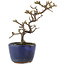 Cotoneaster orizzontalis, 14 cm, ± 5 anni