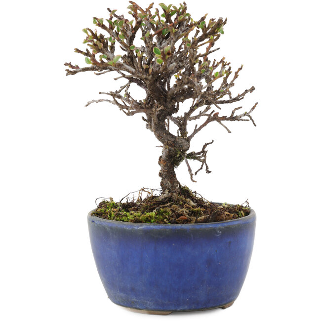 Cotoneaster horizontalis, 12 cm, ± 5 Jahre alt