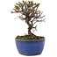 Cotoneaster horizontaleis, 12 cm, ± 5 jaar oud