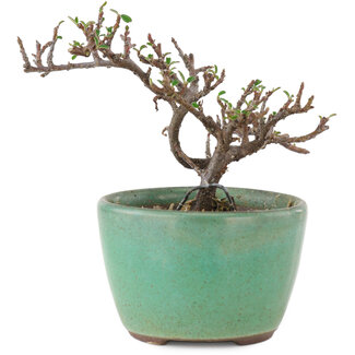 Cotoneaster horizontalis, 9 cm, ± 5 Jahre alt