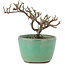 Cotoneaster horizontaleis, 9 cm, ± 5 jaar oud