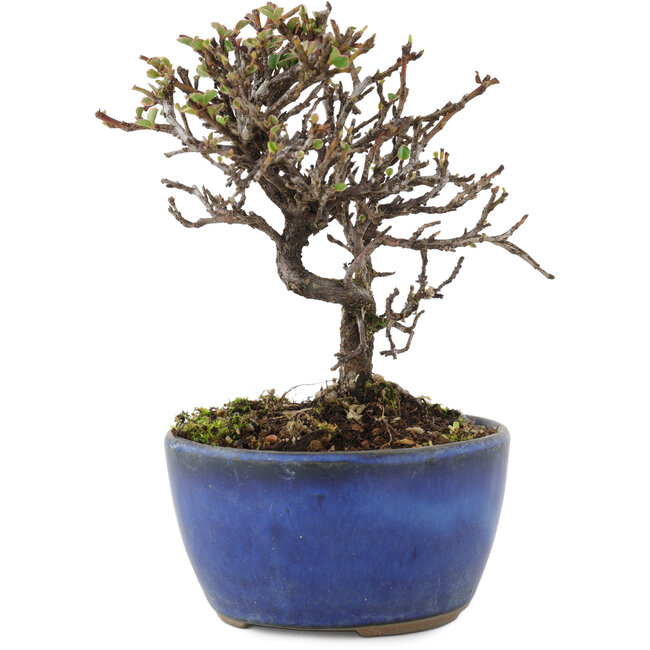 Cotoneaster horizontalis, 12 cm, ± 5 Jahre alt