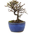 Cotoneaster horizontaleis, 12 cm, ± 5 jaar oud