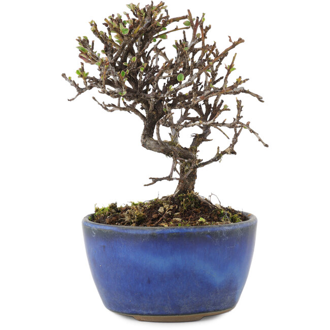 Cotoneaster orizzontalis, 12 cm, ± 5 anni