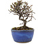 Cotoneaster horizontaleis, 12 cm, ± 5 jaar oud