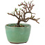 Cotoneaster horizontaleis, 9 cm, ± 5 jaar oud