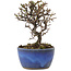 Cotoneaster horizontaleis, 12 cm, ± 5 jaar oud