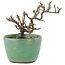 Cotoneaster horizontalis, 9 cm, ± 5 ans