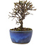 Cotoneaster horizontaleis, 12 cm, ± 5 jaar oud