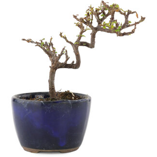 Cotoneaster horizontaleis, 11 cm, ± 5 jaar oud