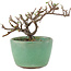 Cotoneaster orizzontalis, 9 cm, ± 5 anni