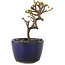 Cotoneaster horizontaleis, 11 cm, ± 5 jaar oud