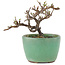 Cotoneaster horizontaleis, 9 cm, ± 5 jaar oud